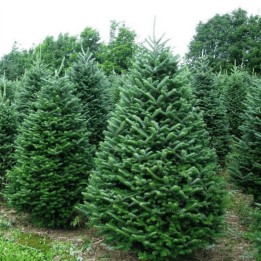 Sapin 6'-7' qualité premium